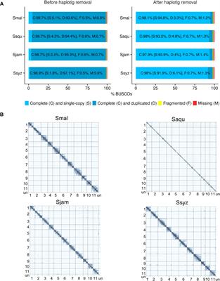 Chromosome-scale assemblies of S. malaccense, S. aqueum, S. jambos, and S. syzygioides provide insights into the evolution of Syzygium genomes